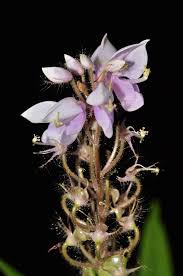 Image result for Uraria picta