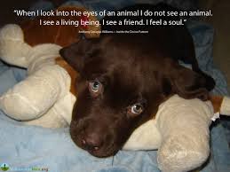 When I Look Into The Eyes Of An Animal I Do Not See An Animal When I Look Into The Eyes Of An Animal I Do Not See An Animal I See A Human Being I See A Fr Animal Protection Quotes Spiritual Animal Cute Little