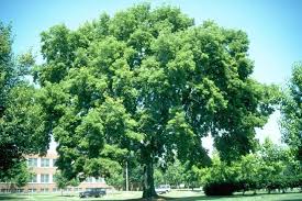 A common hackberry tree is germinated by seed. Enh299 St140 Celtis Occidentalis Common Hackberry