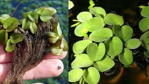 Image result for Salvinia hastata