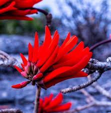 Image result for Erythrina lysistemon