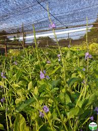 Image result for Stachytarpheta indica