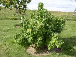 Image result for jostaberry