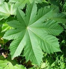 Image result for Ricinus communis