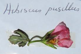 Image result for Hibiscus pusillus