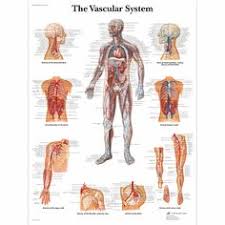 23 Best Anatomy Anatomy Charts Images Anatomy Human