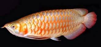 Umpan yang digunakan bisa menggunakan cumi. Pakan Untuk Arwana Rahasia Umpan Umpan Ikan Bawal Umpan Ikan Lele Umpan Ikan Nila Ikan Patin Liar Umpan Ikan Gabus Umpan Ik Ikan Ikan Air Tawar Ikan Akuarium
