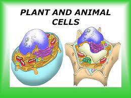 We did not find results for: Plant And Animal Cells Ppt Download