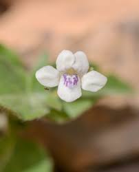 Image result for Asystasia intrusa