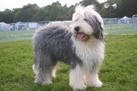 While all sheep technically have both wool and hair fibers, hair benefits of raising hair sheep. The Old English Sheep Dog A Long Haired Clown English Dogs Sheep Dog Puppy Old English Sheepdog Puppy