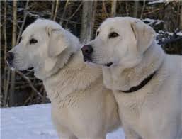 Akbash Maremma Dog Turkish Shepherd Akbas Coban Kopegi Akbas Coban Kopegi Akbash Akbash Dog Livestock Guardian Dog Maremma Dog