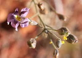 Image result for Goodeniaceae