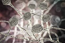 Cause disease on many grain crops, especially maize, and some variants synthesize mycotoxins, including aflatoxin. Digital Illustration Of Fruiting Bodies And Hyphae Of Fungus Aspergillus Fumigatus Artwork Mould Stock Photo 206971602