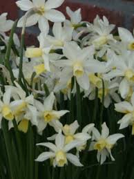 Buy Daffodils Bulbs Miniature Narcissus Toto Gold Medal Winning Harts Nursery