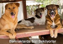 Kopek Barinaklari Kopek Nasil Egtilir