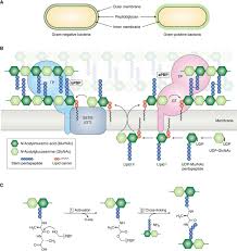 Quantity add to cart add to wish list. Uncovering The Activities Biological Roles And Regulation Of Bacterial Cell Wall Hydrolases And Tailoring Enzymes Journal Of Biological Chemistry