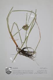 Image result for Cyperus sp.no.7