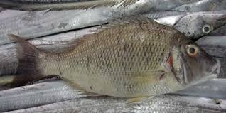7 Gulf Fish That Are Totally Ok To Eat Green Prophet