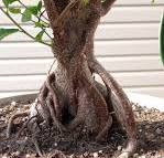 Ficus Bonsai. Watch closely its aerial roots.