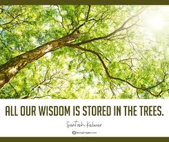 The speak quotes below all refer to the symbol of trees, seeds, plants, and forests. 30 Tree Quotes Reminding Us The Power And Beauty Of Trees Sayingimages Com