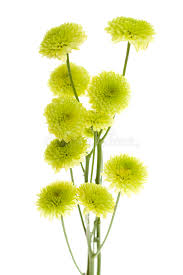 Tissue paper pom poms baby shower cheap party decorations new years party diy party decorations crafty paper flowers crafts diy crafts. Ten Green Mini Button Pom Pom Flowers Stock Photo Image Of Round Small 14269264