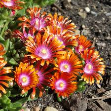 Image result for Delosperma spp.