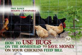 Such cat toys don't speak to the inner panther in your cat the way that a living creature desperate to preserve its life does, so it's not surprising that cats just plain love hunting. How To Use Bugs On The Homestead To Save Money On Your Chickens Feed Bill