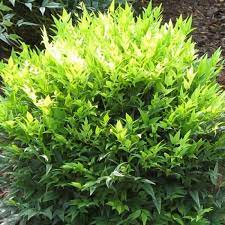 Lemon Lime Nandina Dwarf Shrub Bright Green Feathery Foliage 2 5 Qt Walmart Com Walmar Evergreen Shrubs Southern Living Plants Dwarf Evergreen Shrubs