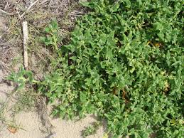 Image result for Tetragonia spicata