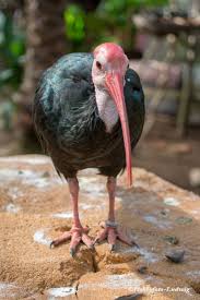 Pin Van Boey Ludwig Op Vogel
