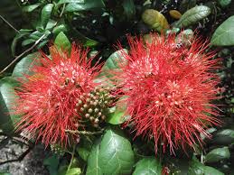 Image result for Combretum