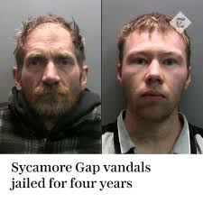 🌳 Daniel Graham and Adam Carruthers have become the first people given  custodial sentence for felling a single tree Read more ⬇️  https://www.telegraph.co.uk/news/2025/07/15/sycamore-gap-sentencing-vandals-reveal-reason-why/