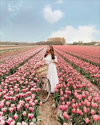 Maybe you would like to learn more about one of these? Best Tips For Visiting Tulip Fields In The Netherlands Where When How Sarah Chetrit S Lust Till Dawn