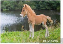 The ancestral stock of the horse of south america descended from horses brought to the western hemisphere by the spanish of andalusian. Poster Falabella Mini Pferd Fohlen Pixers Wir Leben Um Zu Verandern