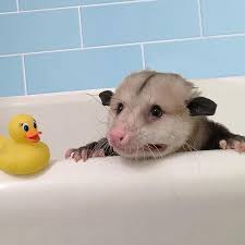 Do not use on tiny babies. Hey Im Scared That Sounded A Bit Like We Re Nearing Talk About Breaking Up Baby Possum Opossum Animals