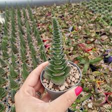 Image result for Crassula capitella