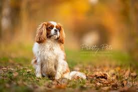 Cavalier King Charles