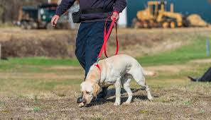 Instant quality results at findinfoonline.com! Career Change Dogs Are Given A Second Chance