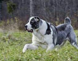 Pinterest Log In Download L E E T L E Bbies Leahkthrn Collection By Leah Kate As In Animals 933 Pins 21 Followers Last Updated 1 Week Ago Baby Farm Animals Cute Wild Animals Baby Animals Super Cute Cute Baby Dogs More Information Baby Farm