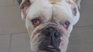 Flush your bulldog's eye with a sterile wash if he develops conjunctivitis, which is an inflammation that causes red, runny eyes, discharge and a desire to scratch. Cherry Eye In Bulldogs And French Bulldogs Dr Kraemer Vet4bulldog