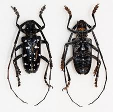 Image result for Belonophora