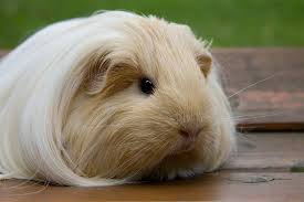 Finde jetzt schnell die besten angebote für peruaner meerschweinchen züchter auf focus online kleinanzeigen. Sheltie