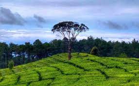 #piknik #liburan #weekend #lembang #bandung #wisatajika anda berencana liburan ke kota bandung terutama ke lembang, jangan lupa menyempatkan untuk menikmati. Wisata Alam Kebun Teh Sukawana Lembang Yang Eksotis Dan Segar Wisataria Com