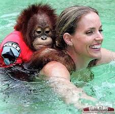 Monkey With Down Syndrome Down Syndrome Monkey Monkey With Down Syndrome Cute Animal Pictures Baby Orangutan Cute Animals
