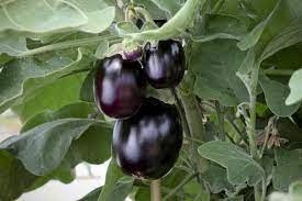 Pot Black Eggplant Growing Eggplant Eggplant Seeds Eggplant