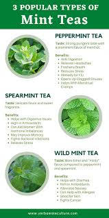 Spearmint is from the species. 3 Types Of Mint Tea Taste And Health Benefits Herbal Tea Benefits Best Herbal Tea Mint Tea Benefits