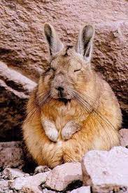 眠そうな顔がたまらん ウサギみたいなネズミ ビスカッチャ が可愛い naver まとめ animals wild animals wildlife animals