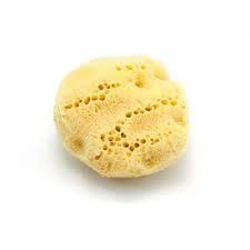 Se numește spongier deoarece secretă o substanță numită spongină. Glob Primire In Fiecare Zi Imagini Burete De Apa Dulce Din Creion Kimwriteswell Com