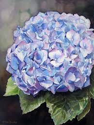 We did not find results for: Blue Hydrangea Realistic Watercolor Flower Painting Realistisches Blumenbild Blaue Hortensie Aquarellmalerei Doris Joa Watercolor Oil Paintings Of Roses And Flowers Dvds Online Videos Free Lessons