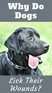 Why Do Dogs Lick Themselves Puppies Licking Must Know Guidance 2019
